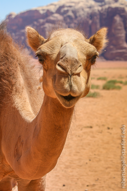 wadi rum